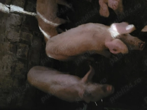 Soldani de vânzare  - imagine 3