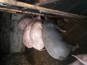 Porci70  90kg si scroafa gestanta - imagine 3