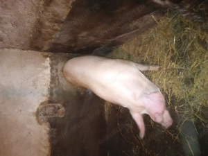 Vând un porc pentru sacrificare  - imagine 3