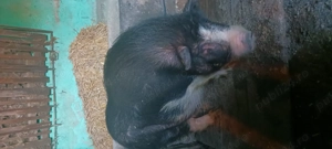 De vanzare porci vietnamezi - imagine 2