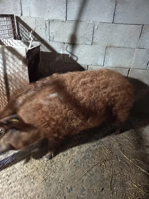 Vand putea mangalița 