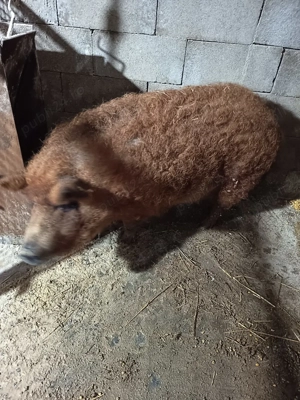 Vand putea mangalița  - imagine 2