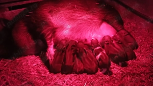 De vanzare porci vietnamezi - imagine 5