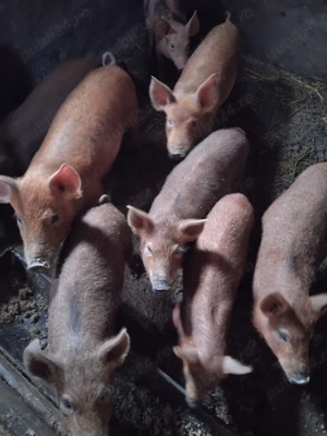 Vand purcei mangalita cu duroc au 11 saptamani