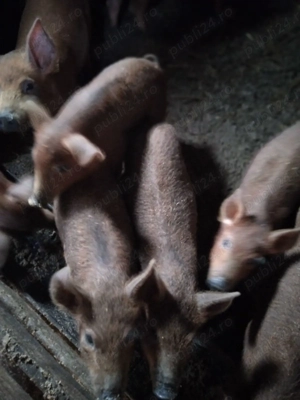 Vand purcei mangalita cu duroc au 11 saptamani - imagine 4
