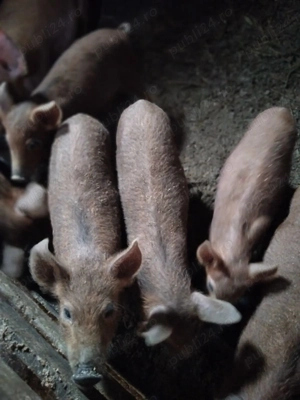 Vand purcei mangalita cu duroc au 11 saptamani - imagine 3