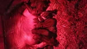  Scrofa vietnamezi  cu purcei    - imagine 3