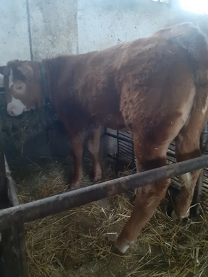  Vitea de 3,5 luni ÎNȚĂRCATĂ, de vanzare  - imagine 5