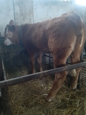  Vitea de 3,5 luni ÎNȚĂRCATĂ, de vanzare  - imagine 3