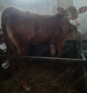  Vitea de 3,5 luni ÎNȚĂRCATĂ, de vanzare  - imagine 4