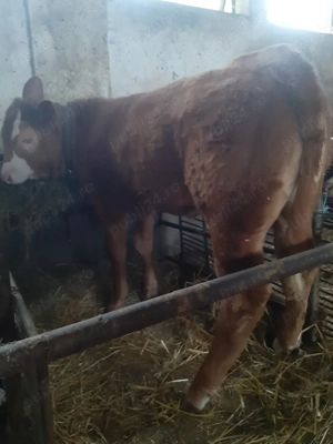  Vitea de 3,5 luni ÎNȚĂRCATĂ, de vanzare  - imagine 2