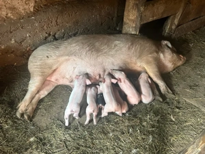 scroafa cu purcei - imagine 4