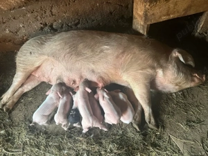 scroafa cu purcei - imagine 3