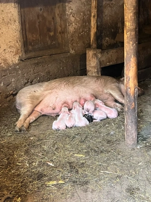 scroafa cu purcei - imagine 5