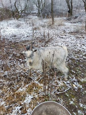 Capre metis alpine franceze - imagine 5