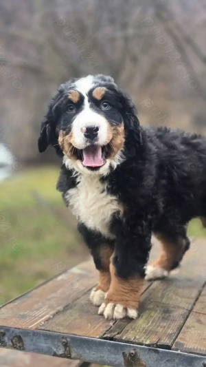 Ciobanesc de Berna băiețel 8 saptamani - imagine 2