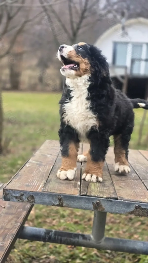 Ciobanesc de Berna băiețel 8 saptamani - imagine 4