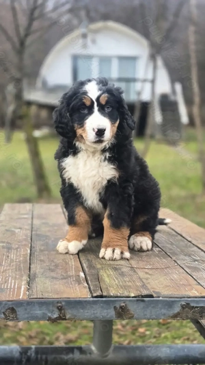 Ciobanesc de Berna băiețel 8 saptamani - imagine 5