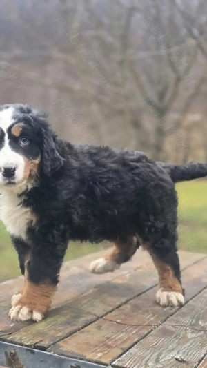 Ciobanesc de Berna băiețel 8 saptamani - imagine 3