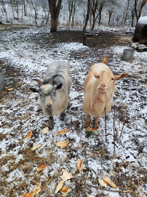 Capre metis alpine franceze