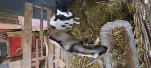 Vindem o capra saanen,un tap alpin si o iada comuna. - imagine 3