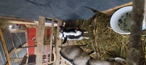 Vindem o capra saanen,un tap alpin si o iada comuna. - imagine 4