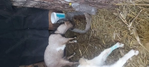 Vindem o capra saanen,un tap alpin si o iada comuna. - imagine 5