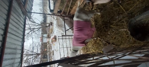 Vindem o capra saanen,un tap alpin si o iada comuna. - imagine 2