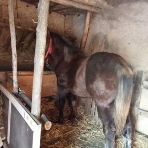 vand manza  - imagine 2