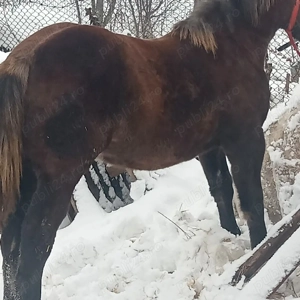 vand manza  - imagine 4