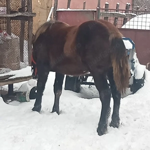 vand manza  - imagine 3