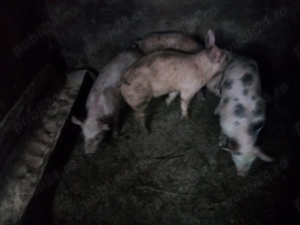 4 suldei de la 30 la 35 kg marele alb cu pietrain 3 masculi castrati si 1 femela - imagine 2