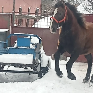 vand manza  - imagine 5