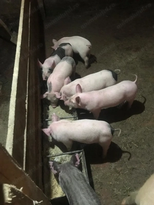 Purcei de vânzare 7 săptămâni  - imagine 2
