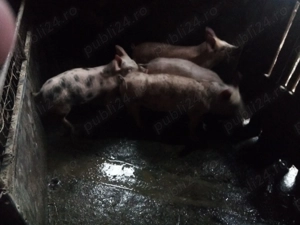 4 suldei de la 30 la 35 kg marele alb cu pietrain 3 masculi castrati si 1 femela - imagine 4