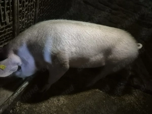 Disponibili Sibiu Slimnic!!