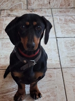 Vind catelusa techel vaccinuri la zi carnet de sanatate.