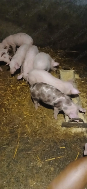 Purcei ieftini de vânzare - imagine 2