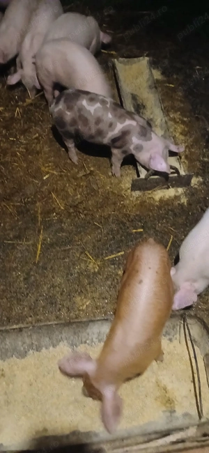 Purcei ieftini de vânzare - imagine 3