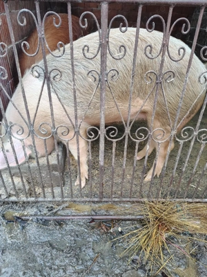 Scrofiță de vânzare  - imagine 3