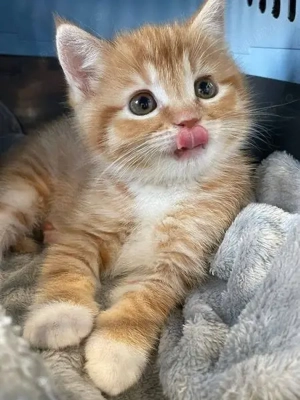 Siberiana de Pădure  - imagine 2