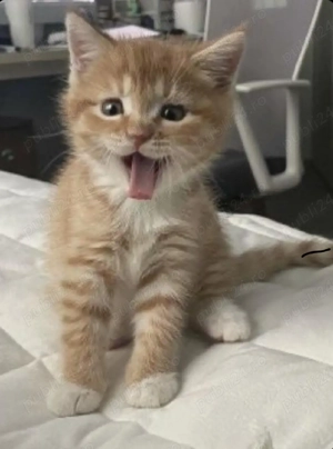 Siberiana de Pădure 