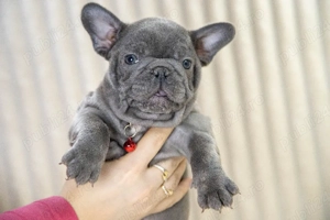 Bulldog Francez - blue cu ochii albastrii - posibilitate transport - buldog francez  - imagine 3