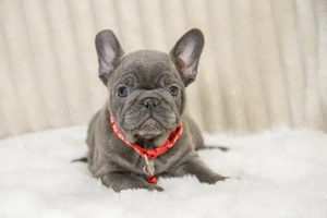 Bulldog Francez - blue cu ochii albastrii - posibilitate transport - buldog francez  - imagine 4