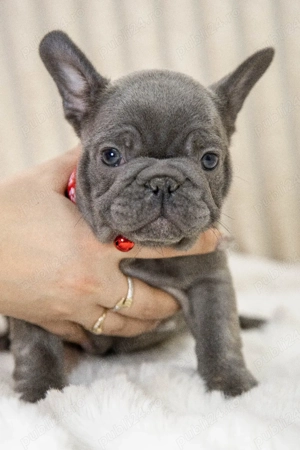 Bulldog Francez - blue cu ochii albastrii - posibilitate transport - buldog francez  - imagine 5