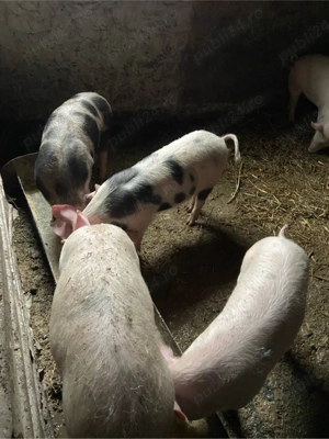 purcei de vanzare - imagine 4