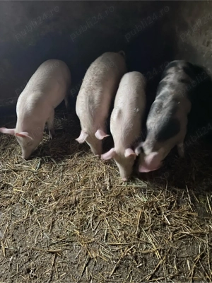 purcei de vanzare - imagine 3