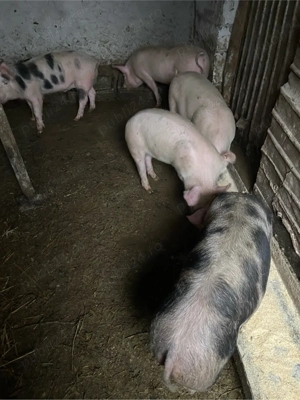 purcei de vanzare - imagine 5