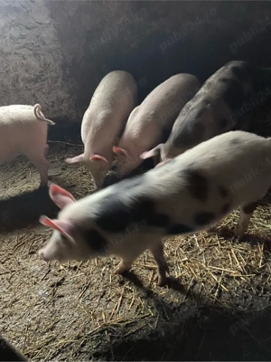 purcei de vanzare - imagine 2