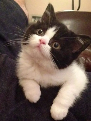 Siberiana de Pădure  - imagine 3